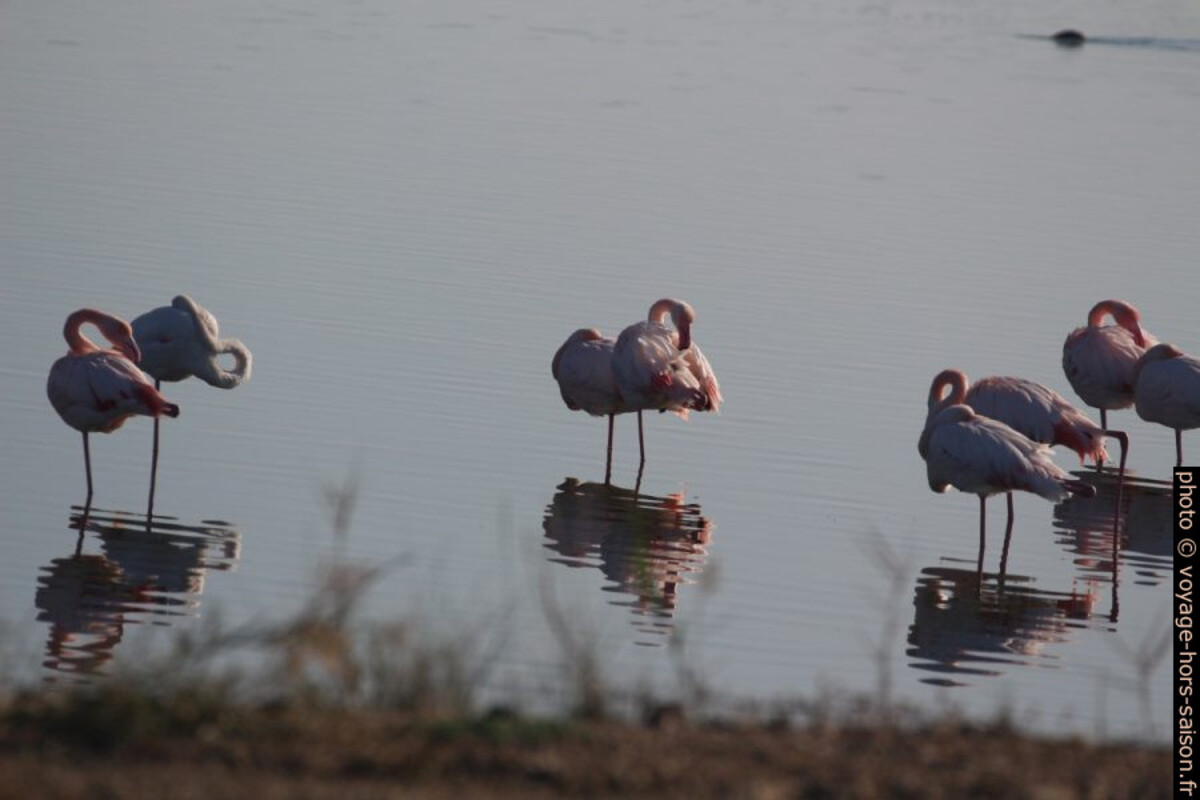 Flamants roses sur l'Etang des Pesquiers. Photo © André M. Winter