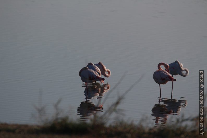 Flamants roses sur l'Etang des Pesquiers. Photo © André M. Winter