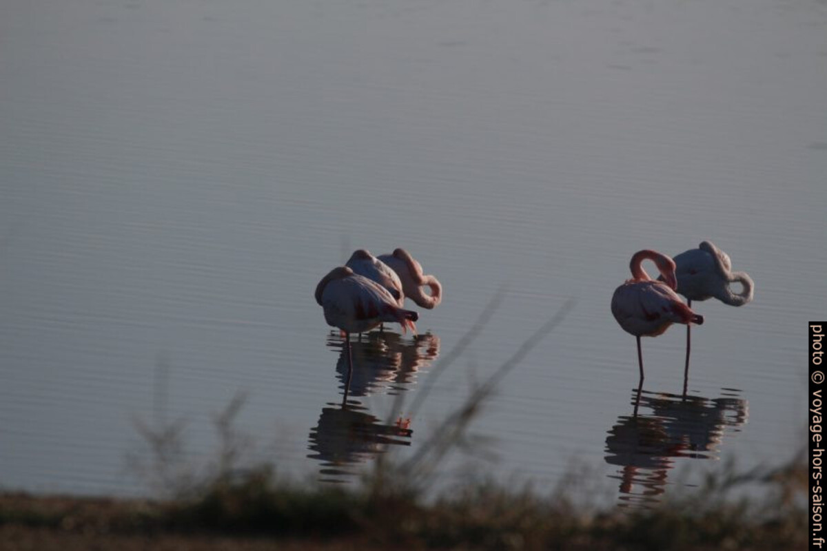 Flamants roses sur l'Etang des Pesquiers. Photo © André M. Winter