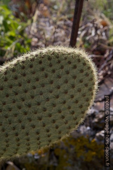 Cactus aux épines très serrés. Photo © Alex Medwedeff