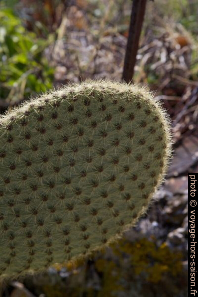 Cactus aux épines très serrés. Photo © Alex Medwedeff