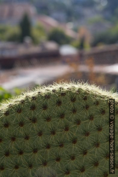 Cactus aux épines très serrés. Photo © Alex Medwedeff