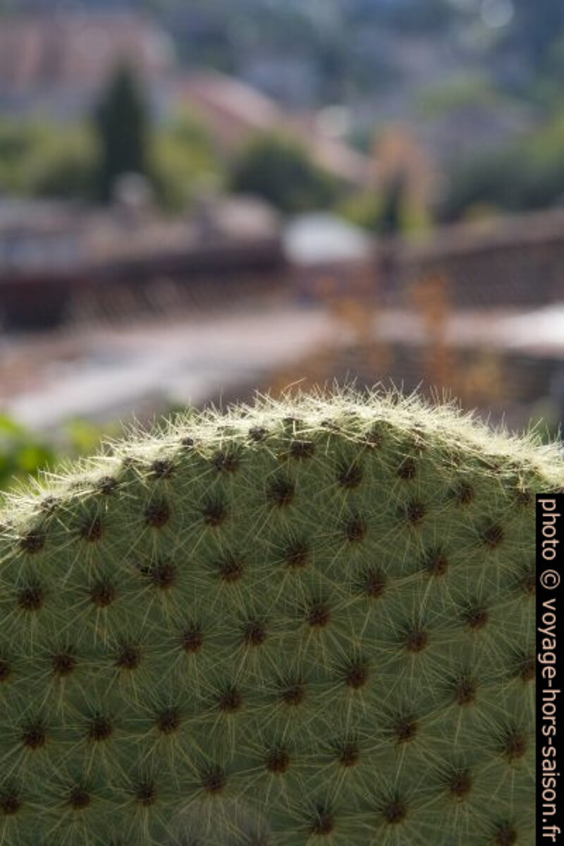 Cactus aux épines très serrés. Photo © Alex Medwedeff