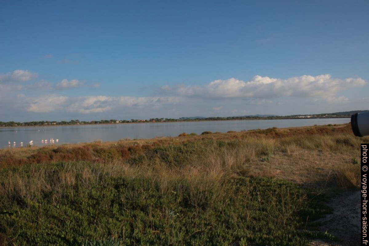 Observation de flamants roses à l'Etang des Pesquiers. Photo © André M. Winter