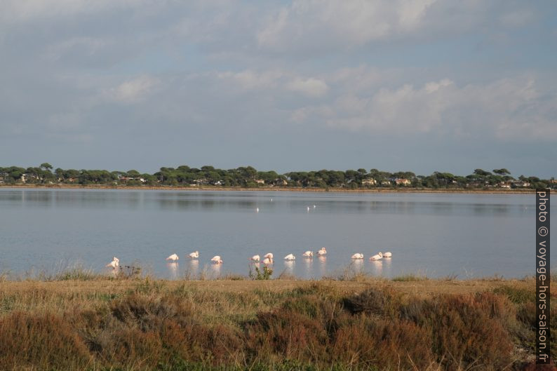 Flamants roses à l'Etang des Pesquiers. Photo © Alex Medwedeff