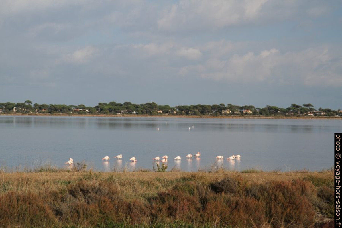 Flamants roses à l'Etang des Pesquiers. Photo © Alex Medwedeff