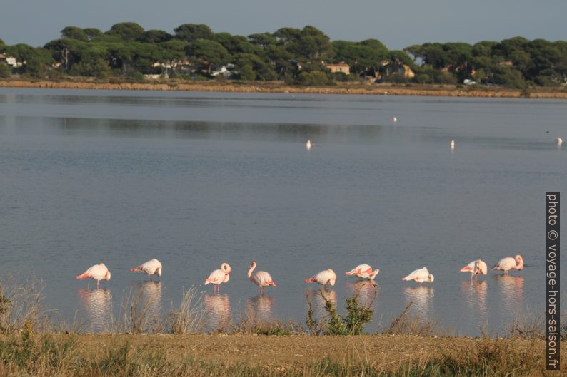 Flamants roses à l'Etang des Pesquiers. Photo © Alex Medwedeff