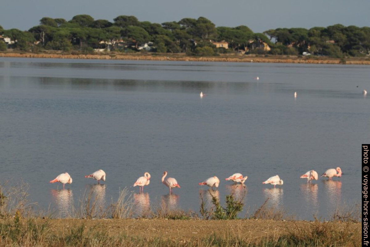 Flamants roses à l'Etang des Pesquiers. Photo © Alex Medwedeff