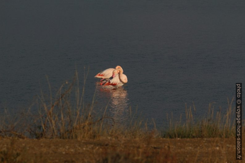 Deux flamants roses à l'Etang des Pesquiers. Photo © André M. Winter