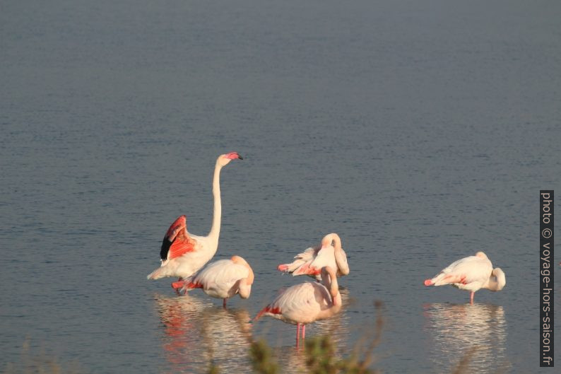 Flamants roses à l'Etang des Pesquiers. Photo © Alex Medwedeff