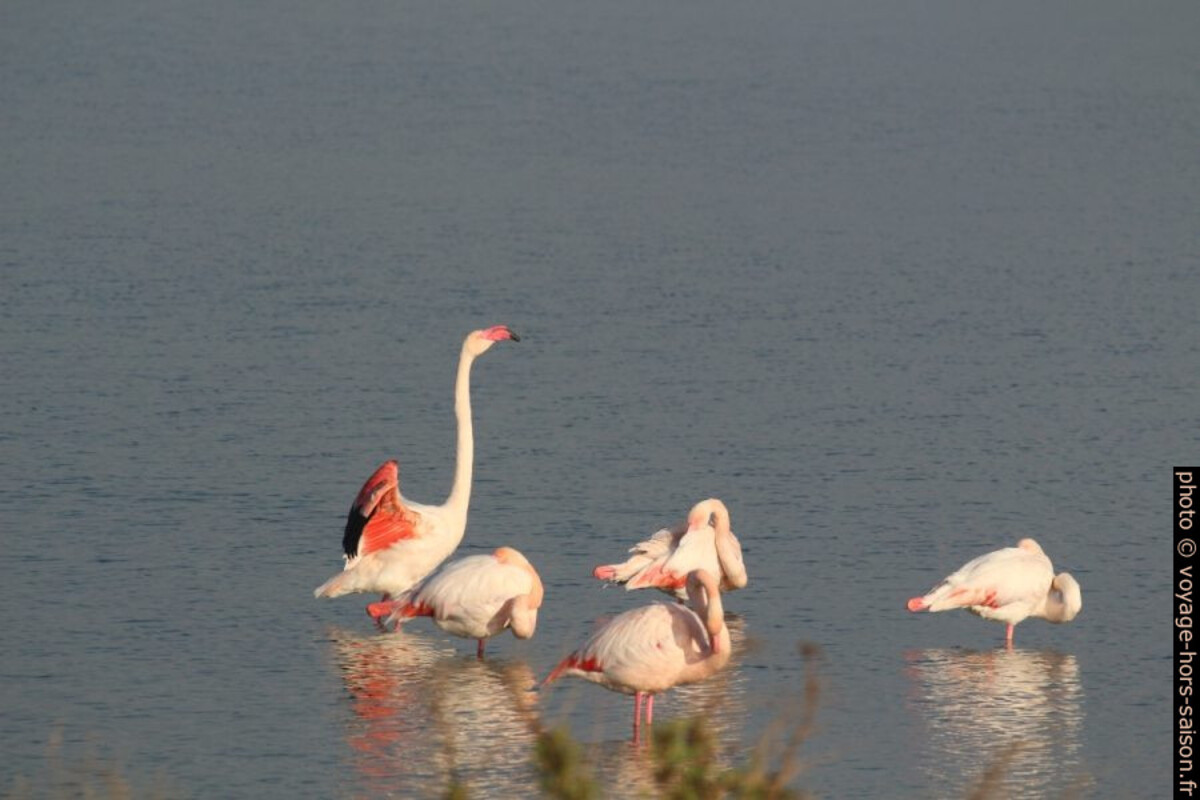 Flamants roses à l'Etang des Pesquiers. Photo © Alex Medwedeff