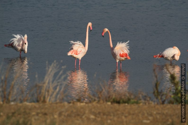 Flamants roses à l'Etang des Pesquiers. Photo © Alex Medwedeff