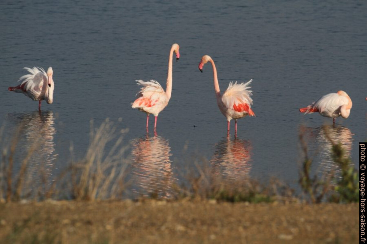 Flamants roses à l'Etang des Pesquiers. Photo © Alex Medwedeff