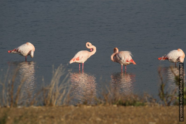 Flamants roses à l'Etang des Pesquiers. Photo © Alex Medwedeff