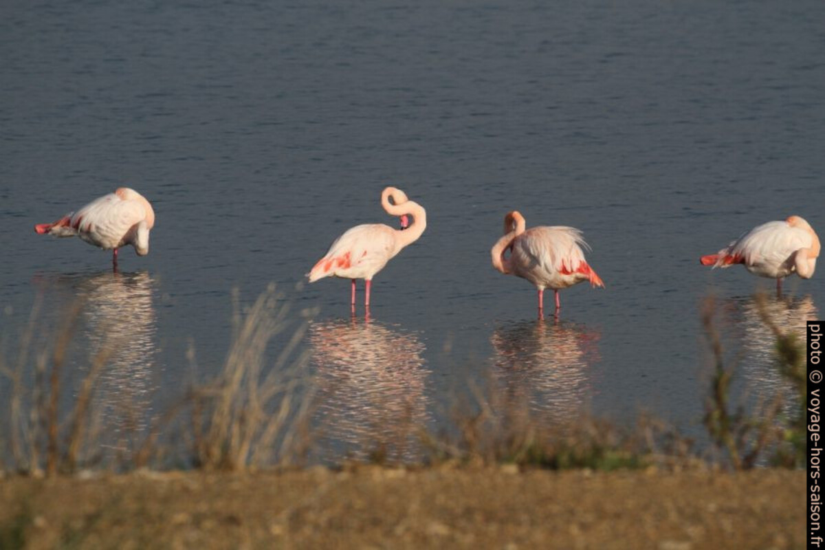 Flamants roses à l'Etang des Pesquiers. Photo © Alex Medwedeff
