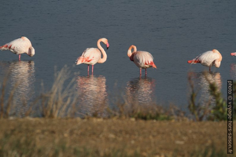 Flamants roses à l'Etang des Pesquiers. Photo © Alex Medwedeff