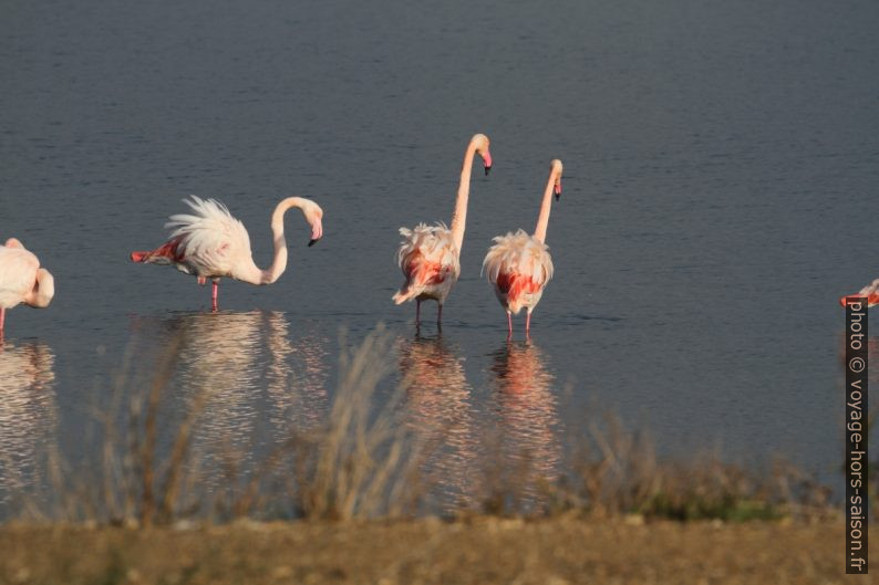 Flamants roses à l'Etang des Pesquiers. Photo © Alex Medwedeff