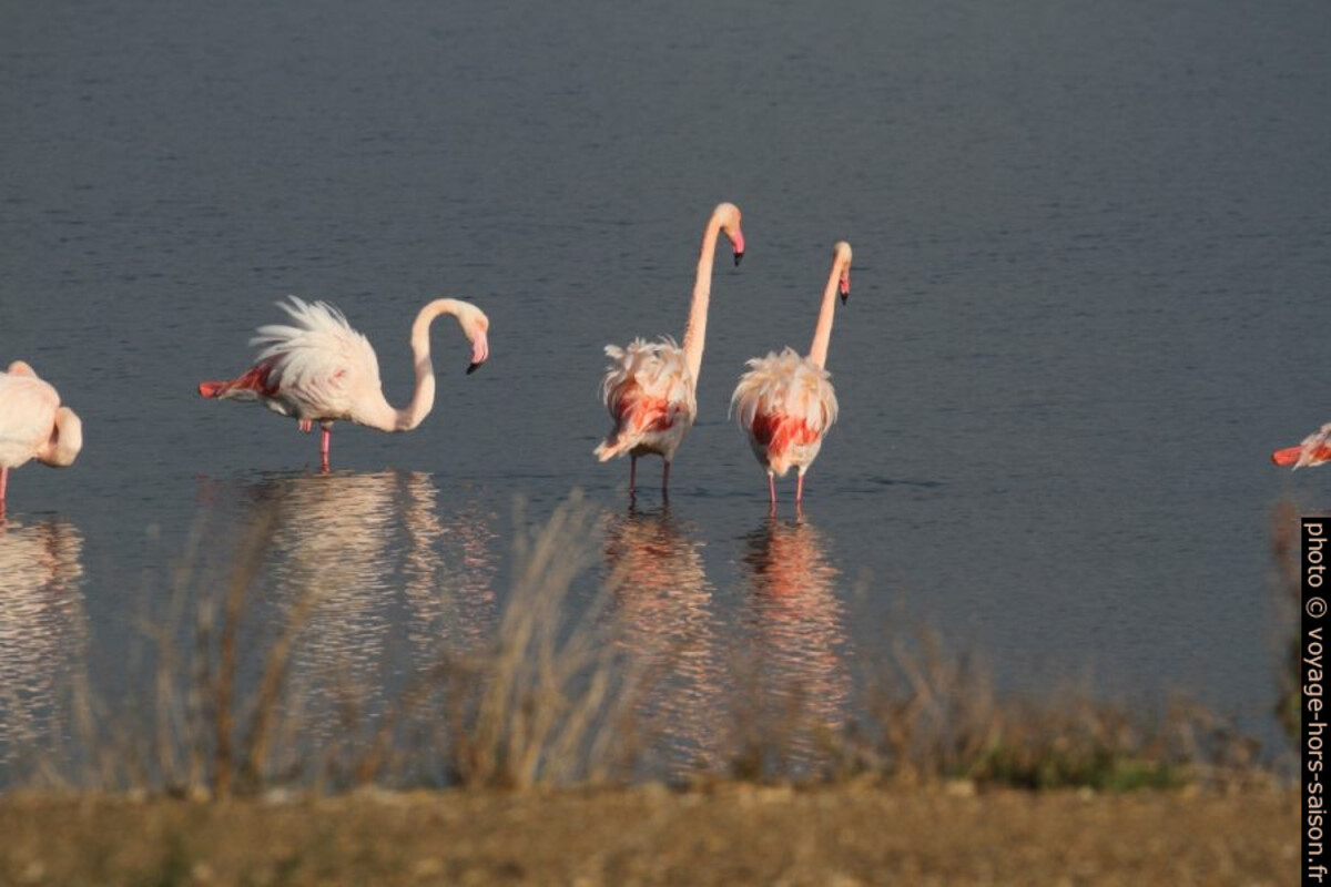 Flamants roses à l'Etang des Pesquiers. Photo © Alex Medwedeff
