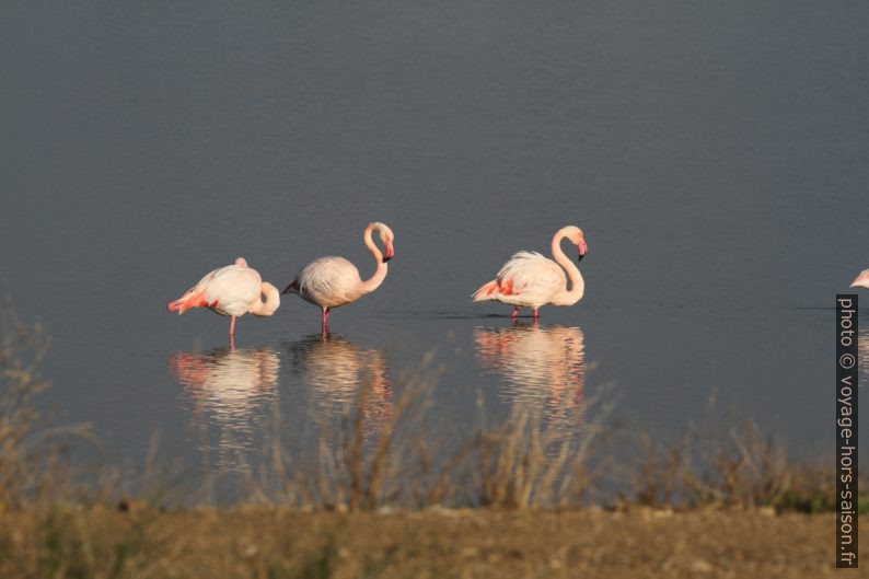 Flamants roses à l'Etang des Pesquiers. Photo © Alex Medwedeff