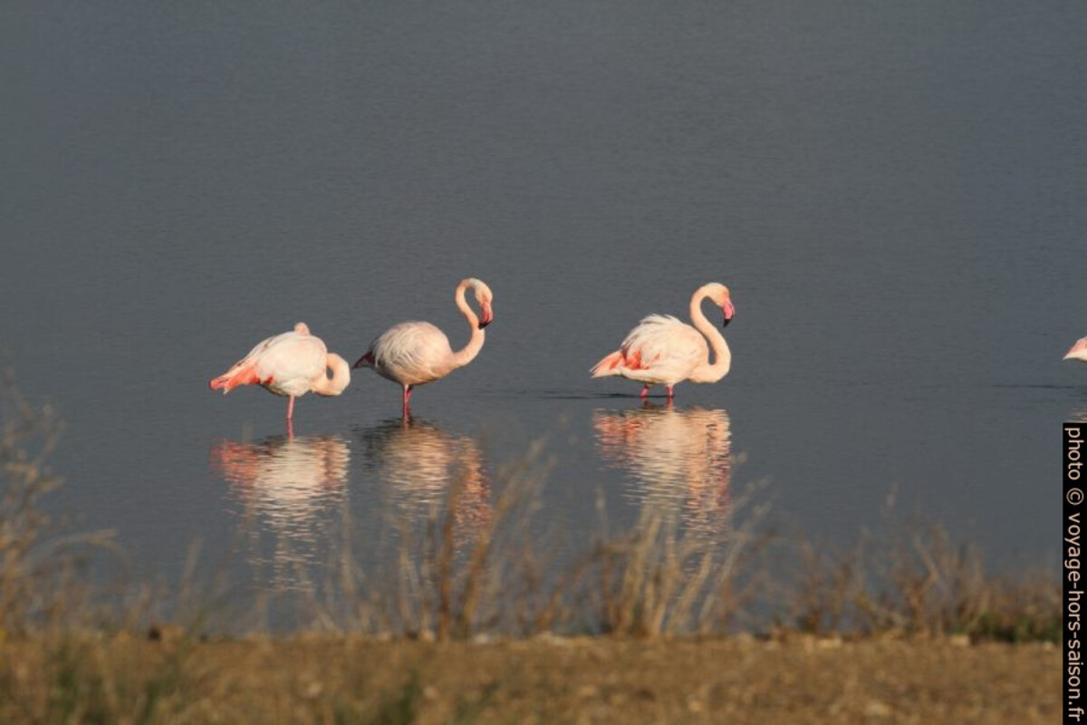 Flamants roses à l'Etang des Pesquiers. Photo © Alex Medwedeff
