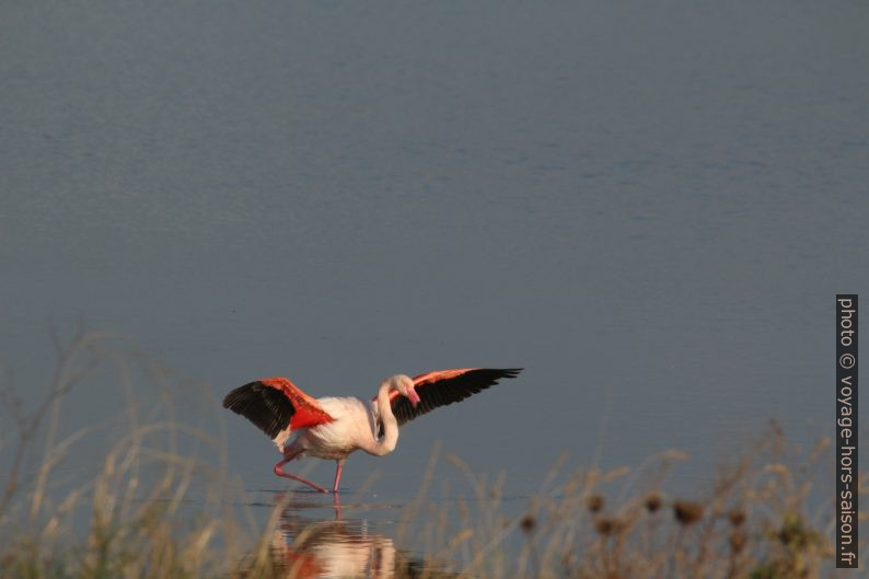 Un flamant rose à l'Etang des Pesquiers. Photo © André M. Winter