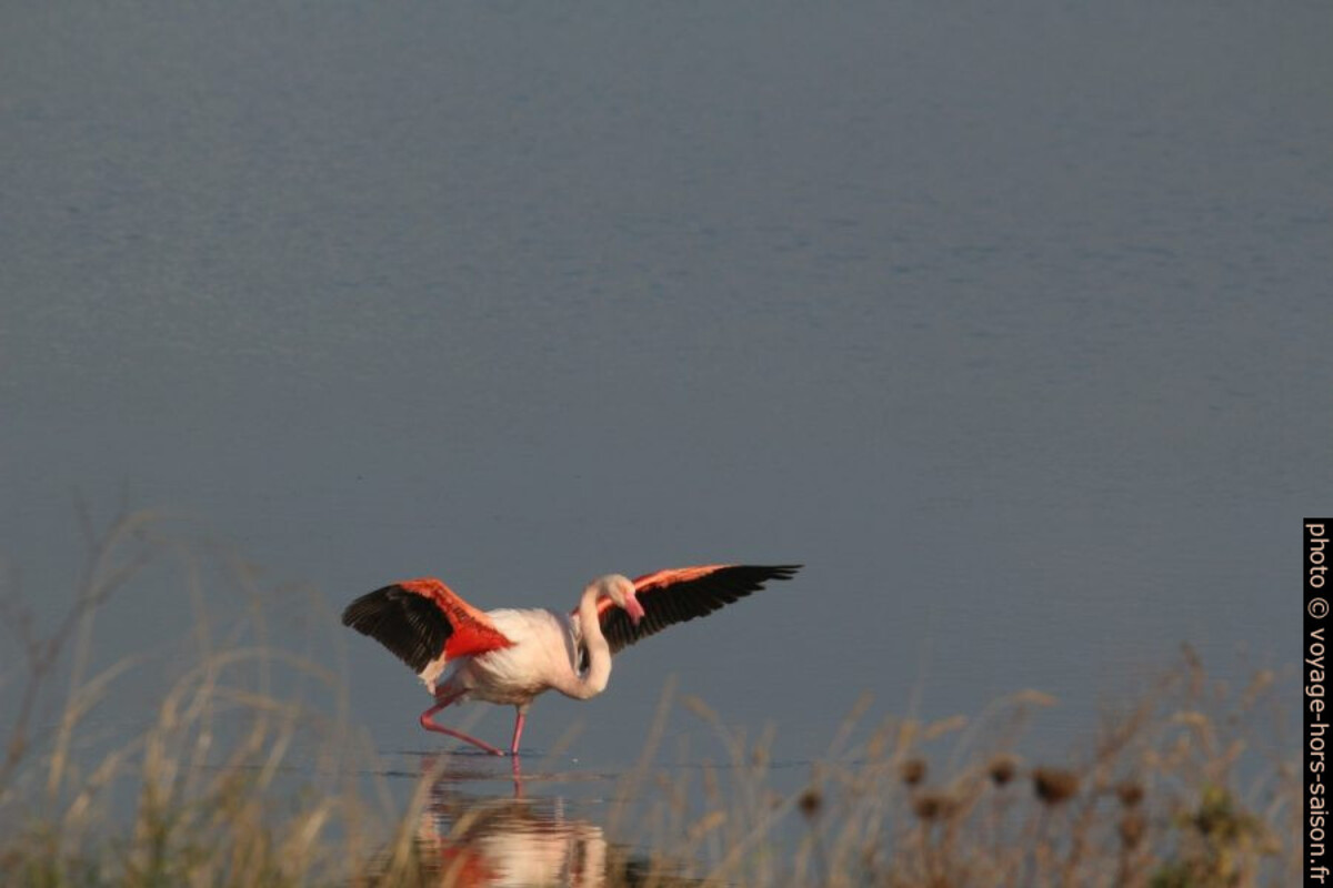 Un flamant rose à l'Etang des Pesquiers. Photo © André M. Winter