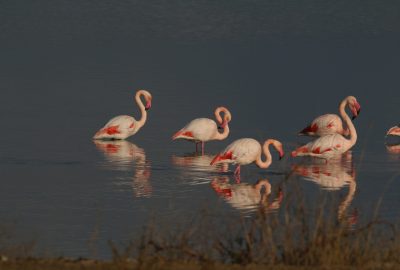 Flamants roses à l'Etang des Pesquiers. Photo © André M. Winter