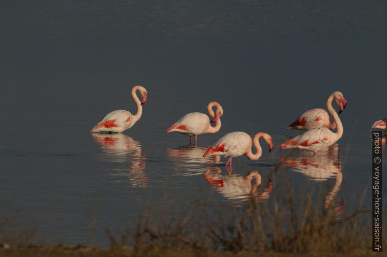 Flamants roses à l'Etang des Pesquiers. Photo © André M. Winter