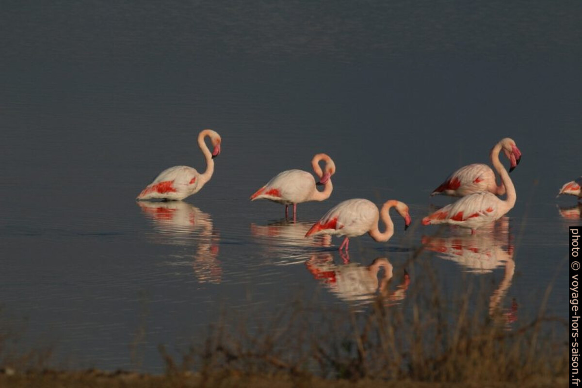 Flamants roses à l'Etang des Pesquiers. Photo © André M. Winter
