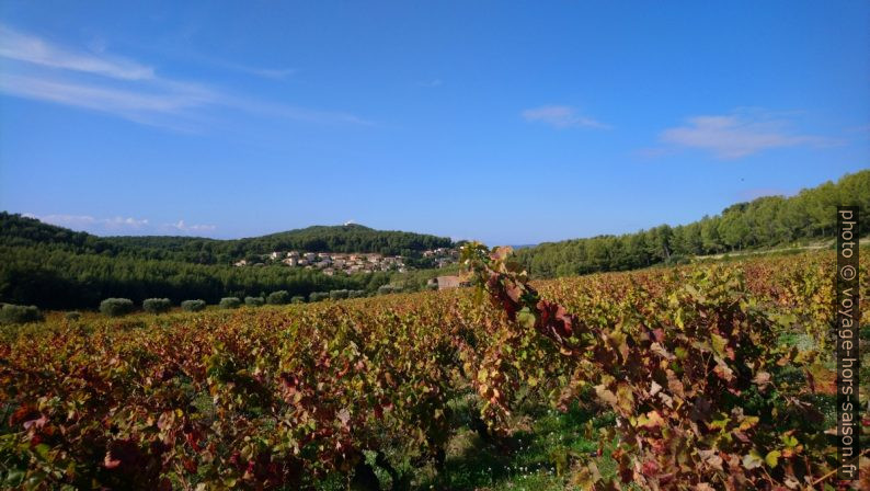 Les vignes de Nartette. Photo © André M. Winter