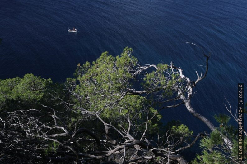 Pins verts et mer bleue. Photo © Alex Medwedeff