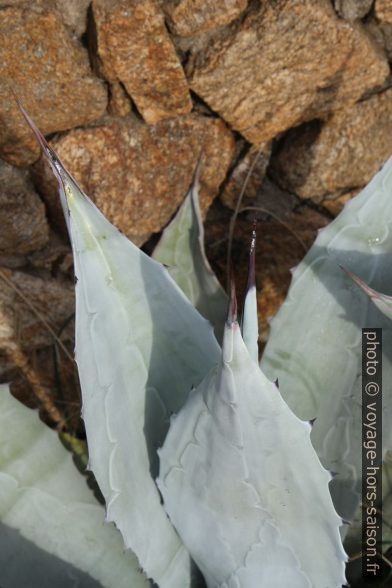 Agave. Photo © André M. Winter