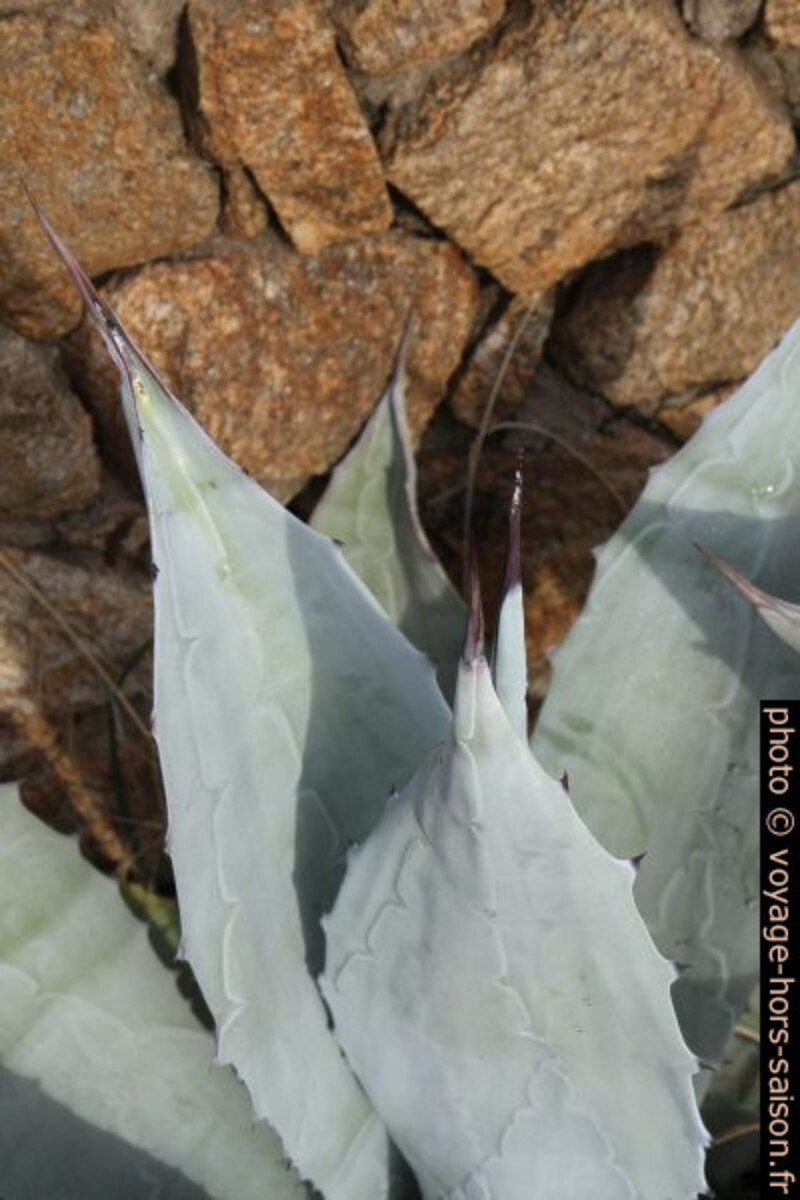 Agave. Photo © André M. Winter