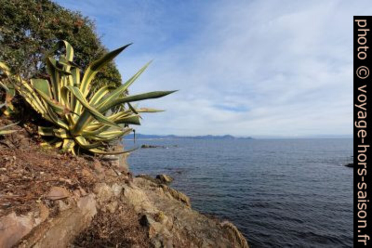Agave dans la zone naturelle au nord de la Pointe du Corsaire. Photo © André M. Winter