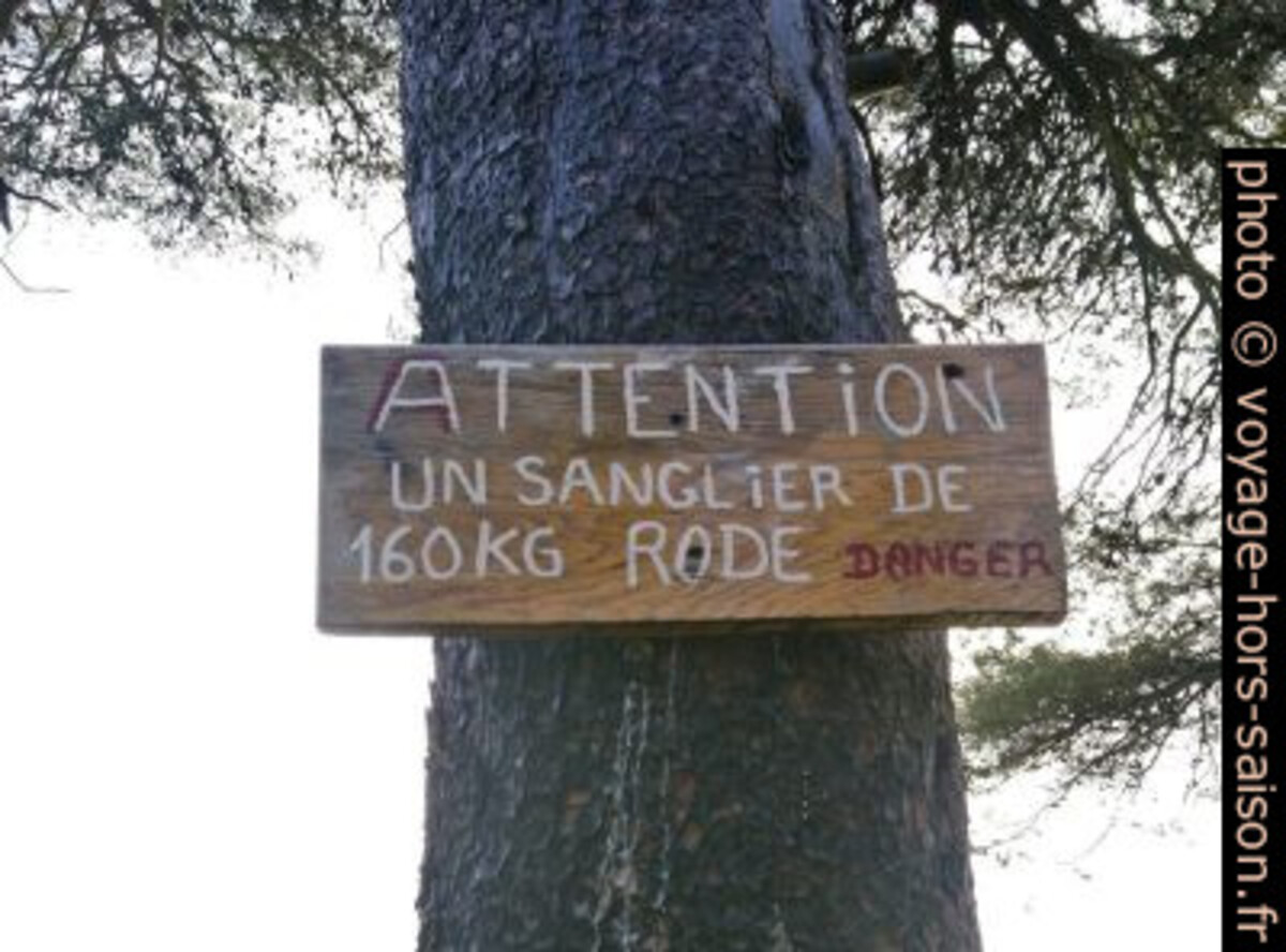Panneau «Attention un sanglier de 160 kg rode». Photo © André M. Winter