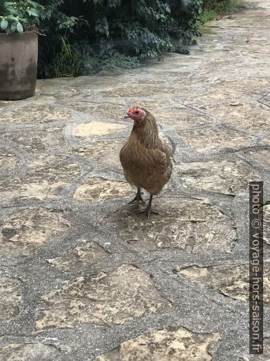 Une poule échappée de l'enclos. Photo © Alex Medwedeff