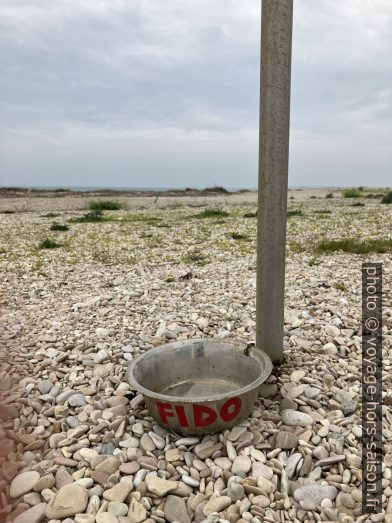 Écuelle pour chiens. Photo © Alex Medwedeff