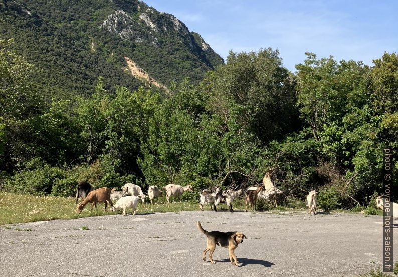 Les chèvres montent après le berger. Photo © Alex Medwedeff