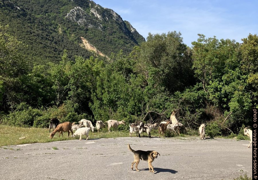 Les chèvres montent après le berger. Photo © Alex Medwedeff