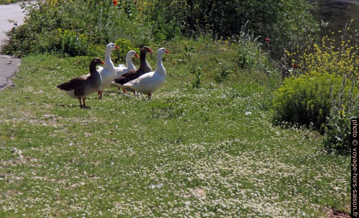 Oies semi-sauvages. Photo © André M. Winter