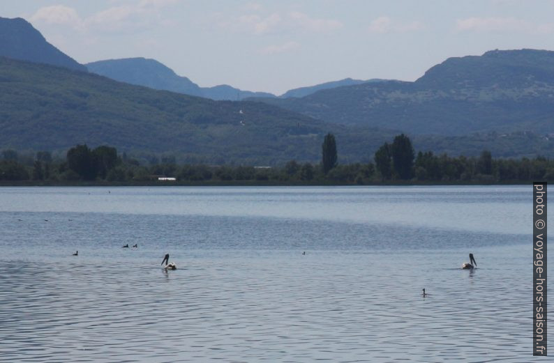 Pélicans sur le Lac Pamvotis. Photo © André M. Winter