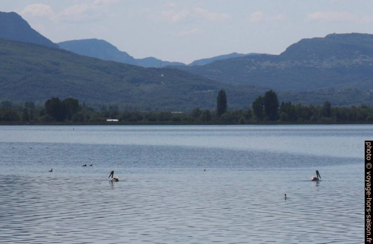 Pélicans sur le Lac Pamvotis. Photo © André M. Winter