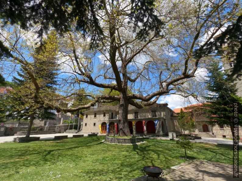 Grand arbre de la place centrale de Metsovo. Photo © André M. Winter