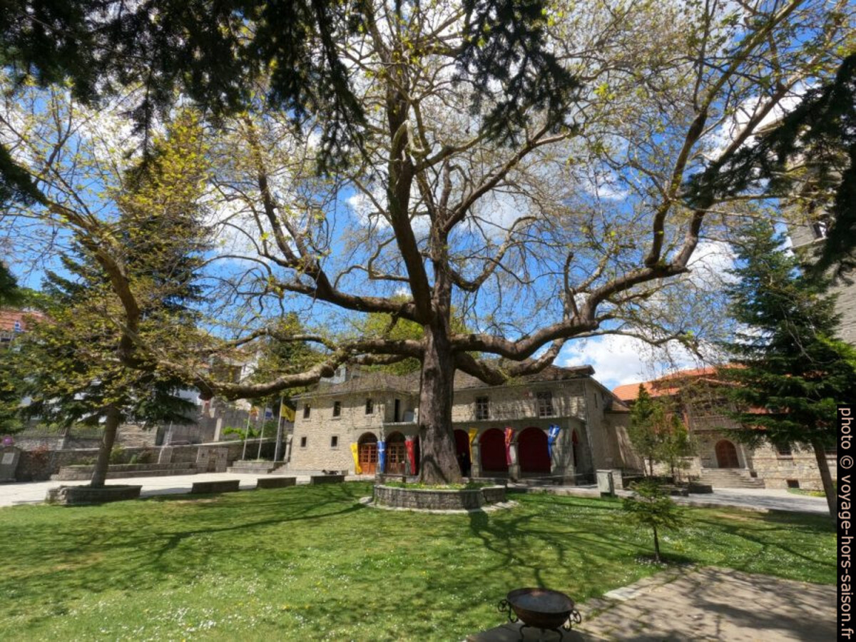 Grand arbre de la place centrale de Metsovo. Photo © André M. Winter