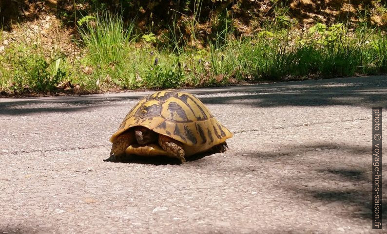 Tortue terrestre grecque sur une route. Photo © André M. Winter