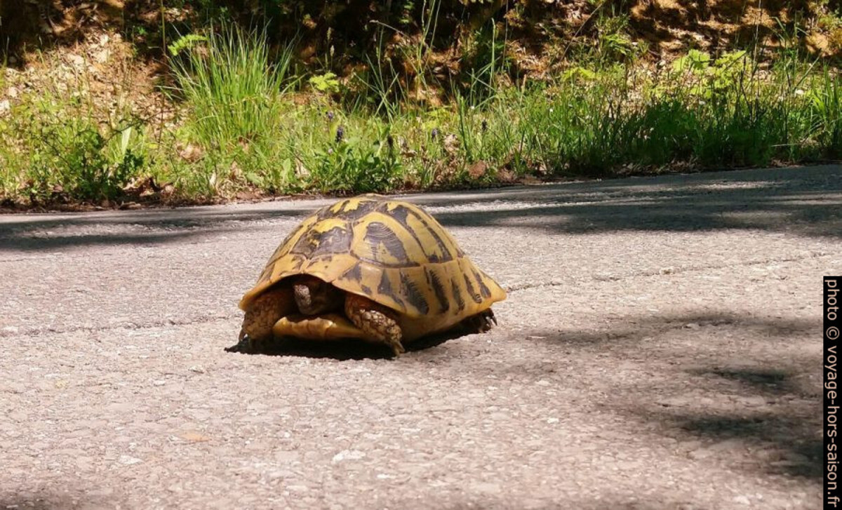 Tortue terrestre grecque sur une route. Photo © André M. Winter