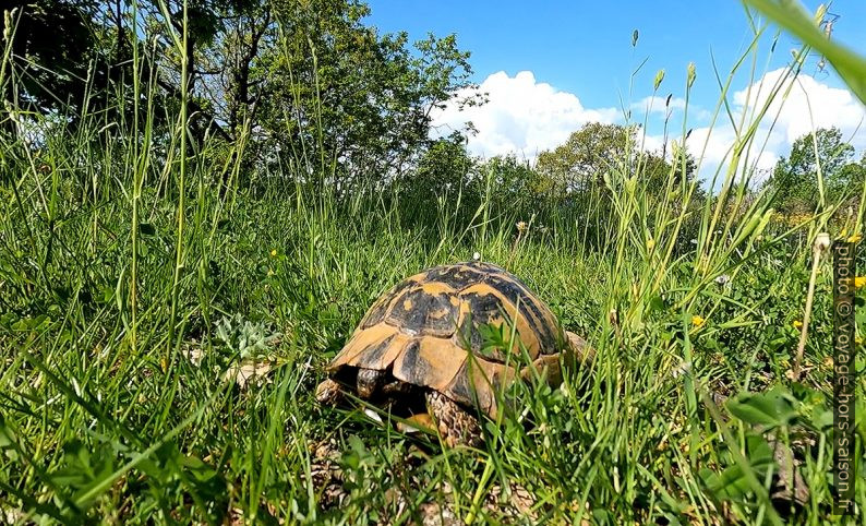 Tortue terrestre grecque. Photo © André M. Winter