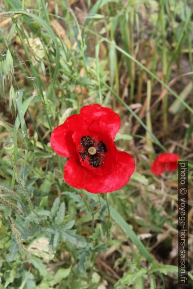 Fleur de pavot. Photo © Alex Medwedeff