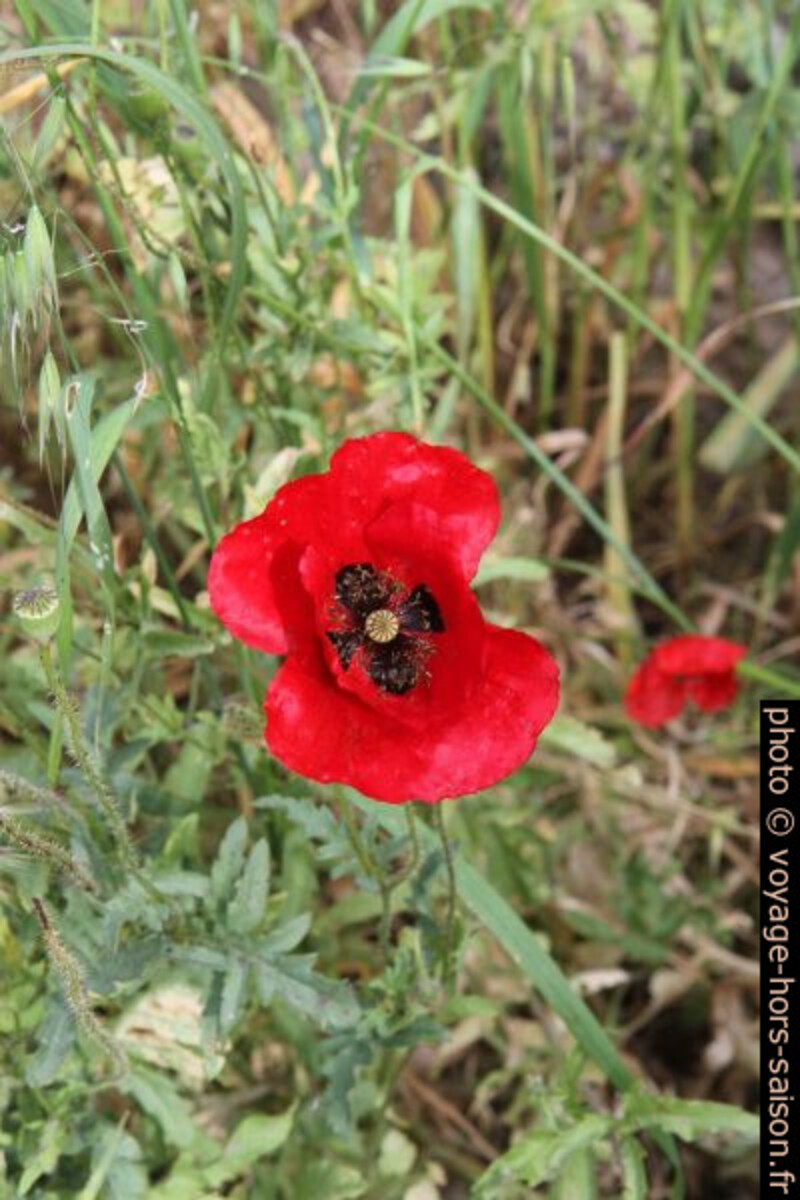 Fleur de pavot. Photo © Alex Medwedeff