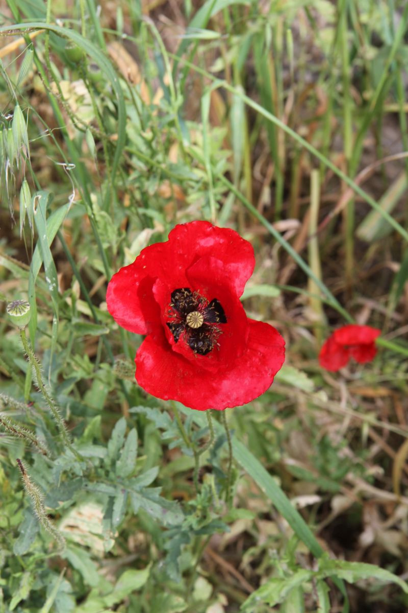 Fleur de pavot. Photo © Alex Medwedeff